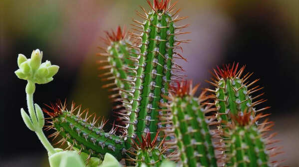 7 loại cây không bao giờ nên đặt gần cửa chính - Ảnh 1.