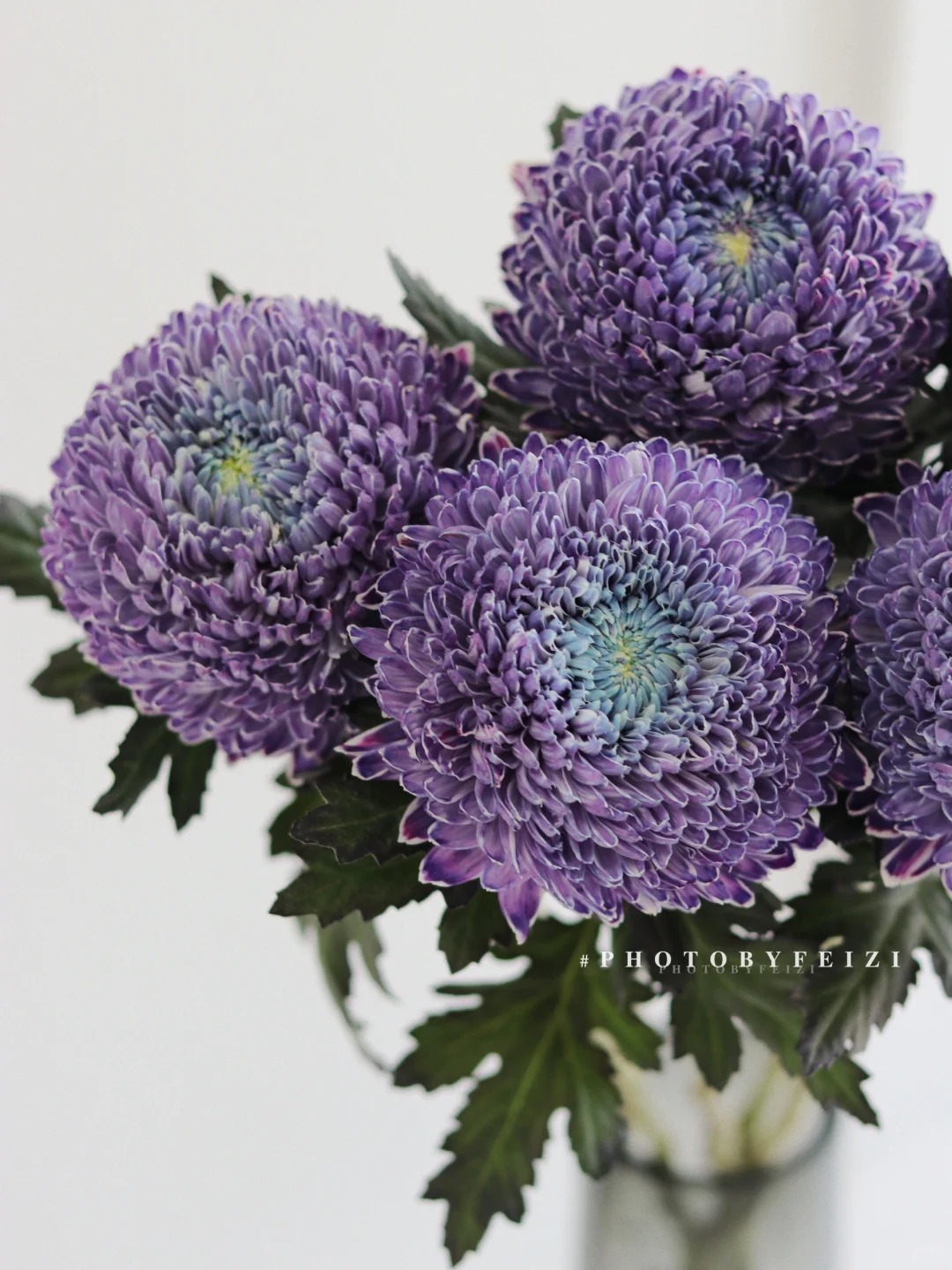 Say đắm cúc mẫu đơn tím nhưng sợ cắm lên bị già? Đừng vội mua nếu chưa biết bí mật về "mùa hoa đẹp nhất" này!- Ảnh 5.