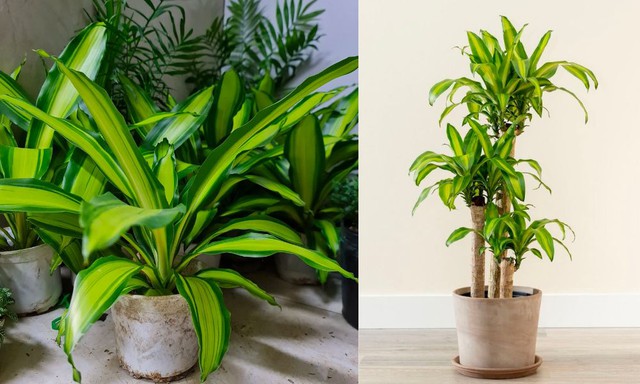 3 loại cây giúp tâm trạng tốt lên từng ngày: Biết trồng còn khỏe “toàn thân”- Ảnh 2.