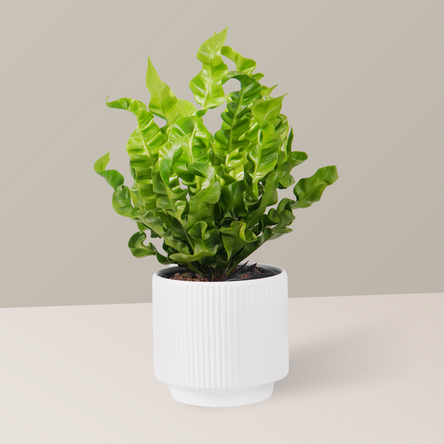 3 loại cây giúp tâm trạng tốt lên từng ngày: Biết trồng còn khỏe “toàn thân”- Ảnh 3.