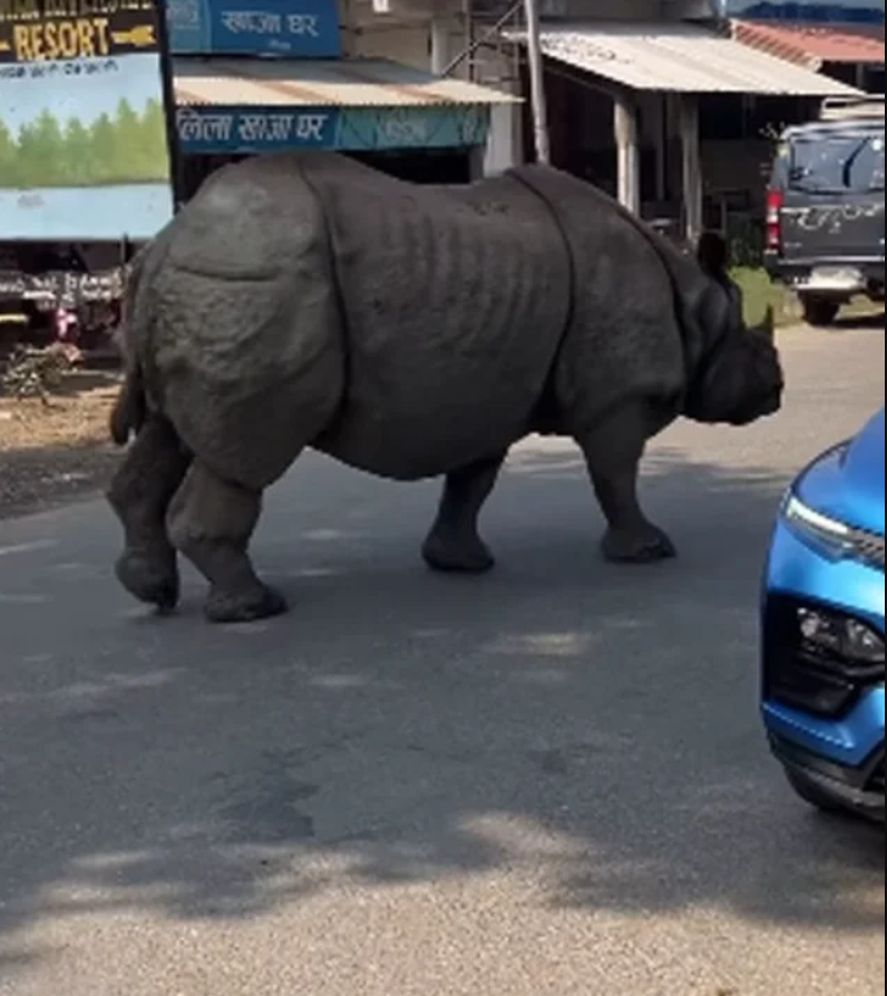 Con thú gần 3 tấn lao tới giữa ban ngày: Du khách lập tức 'đứng hình' suýt không kịp phản ứng - Ảnh 1.