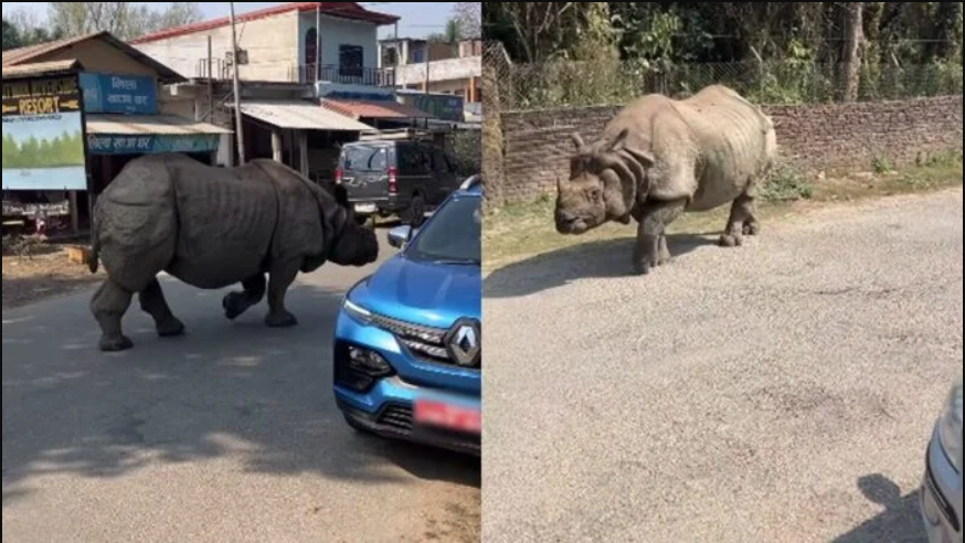 Con thú gần 3 tấn lao tới giữa ban ngày: Du khách lập tức 'đứng hình' suýt không kịp phản ứng - Ảnh 2.