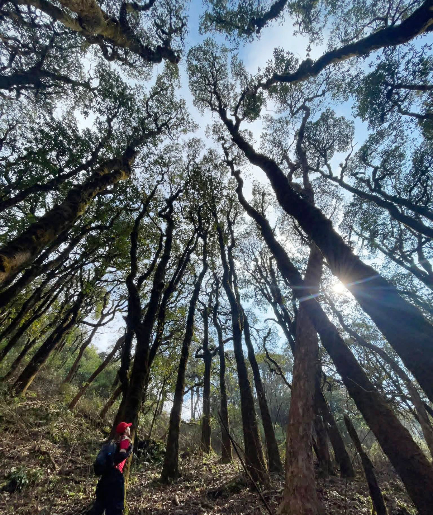 Mục sở thị khu rừng nguyên sinh 'độc nhất vô nhị' ở Sơn La- Ảnh 4.