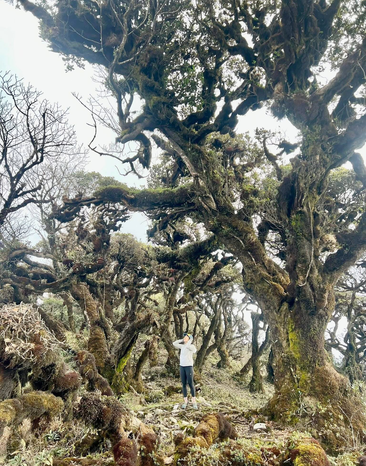 Mục sở thị khu rừng nguyên sinh 'độc nhất vô nhị' ở Sơn La- Ảnh 16.