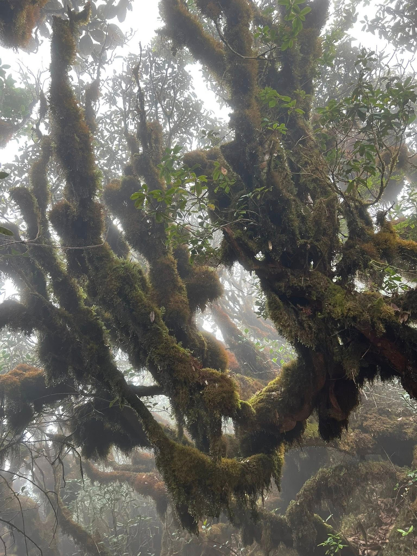 Mục sở thị khu rừng nguyên sinh 'độc nhất vô nhị' ở Sơn La- Ảnh 9.