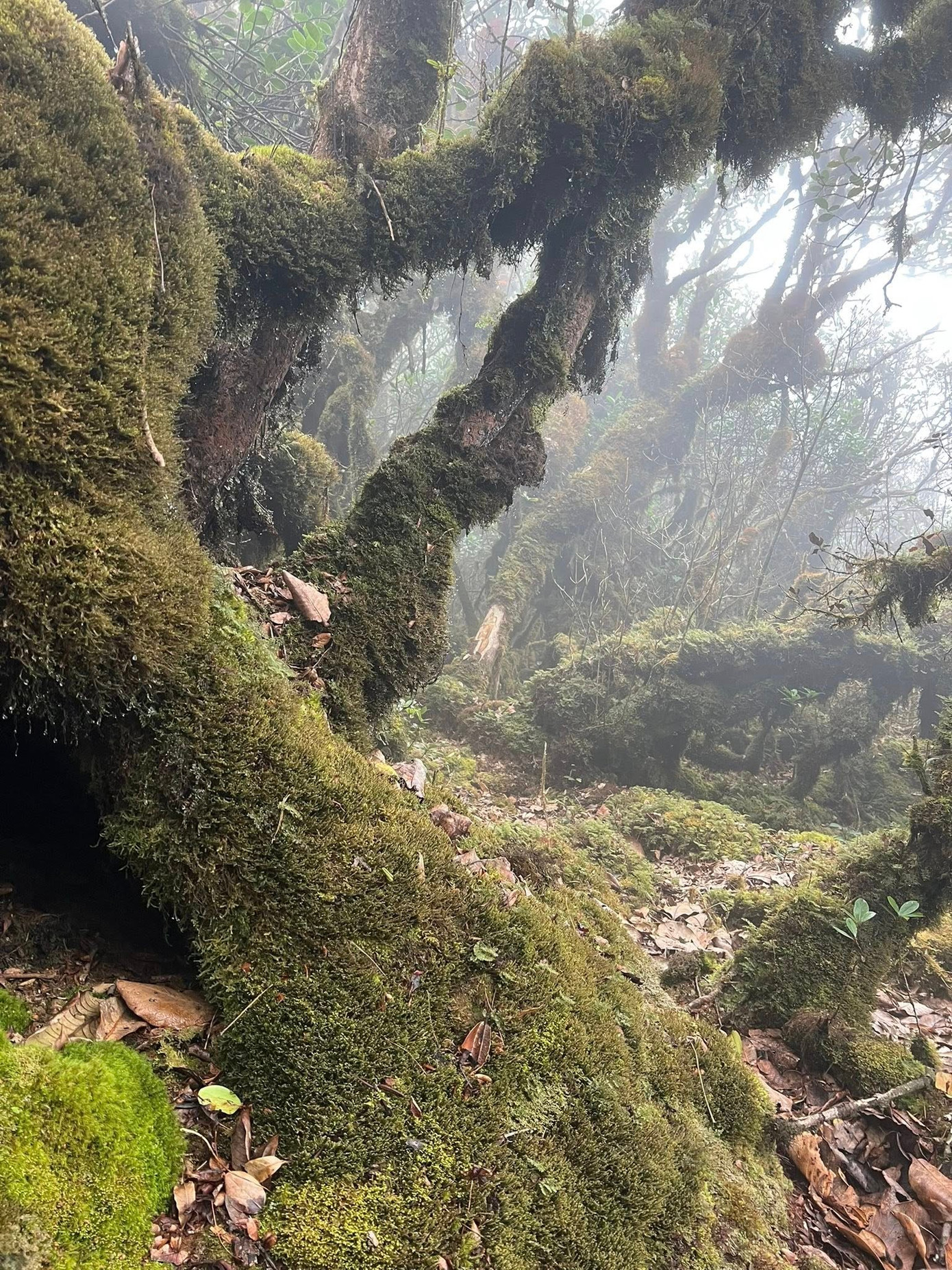 Mục sở thị khu rừng nguyên sinh 'độc nhất vô nhị' ở Sơn La- Ảnh 8.