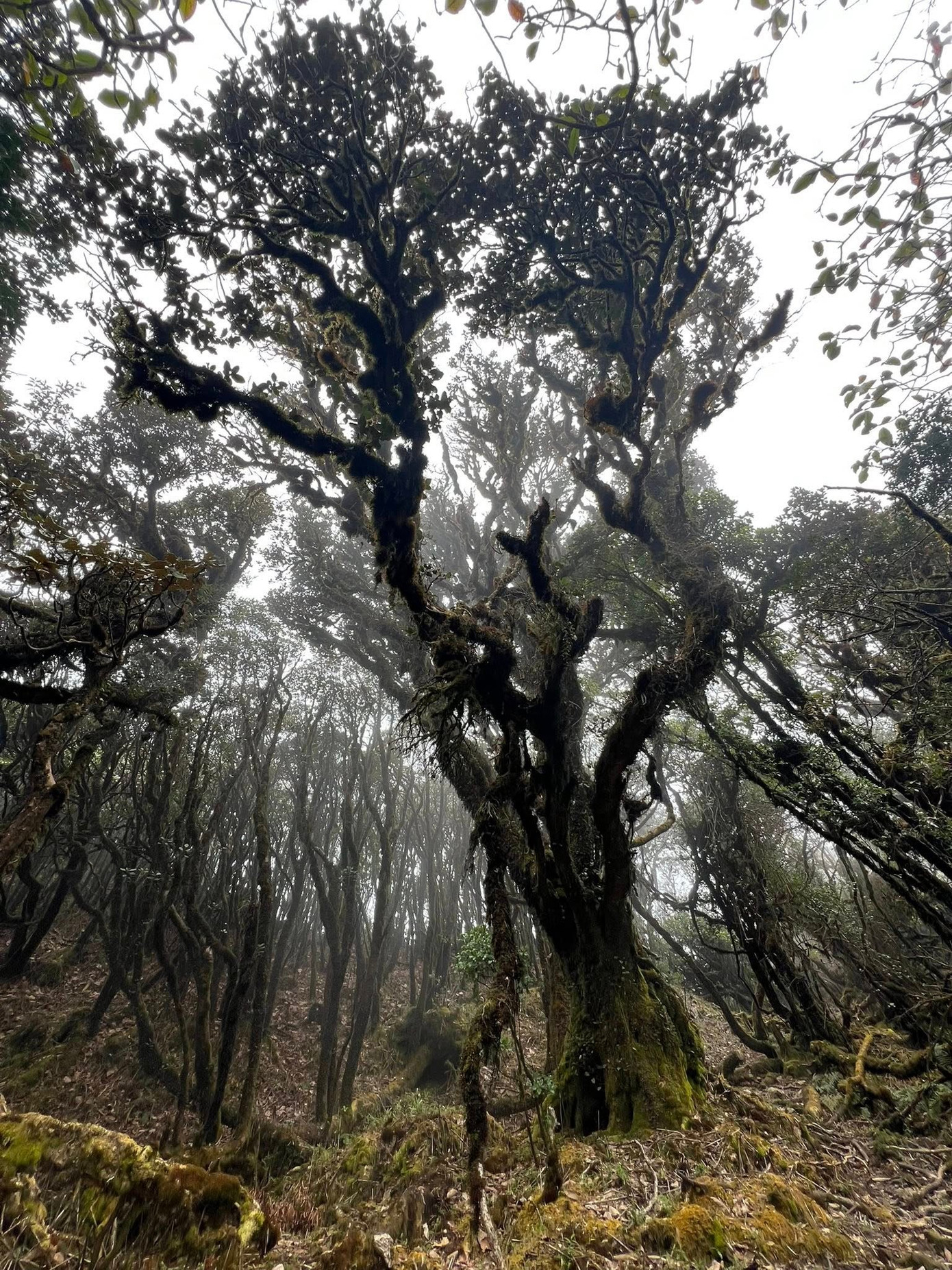 Mục sở thị khu rừng nguyên sinh 'độc nhất vô nhị' ở Sơn La- Ảnh 3.