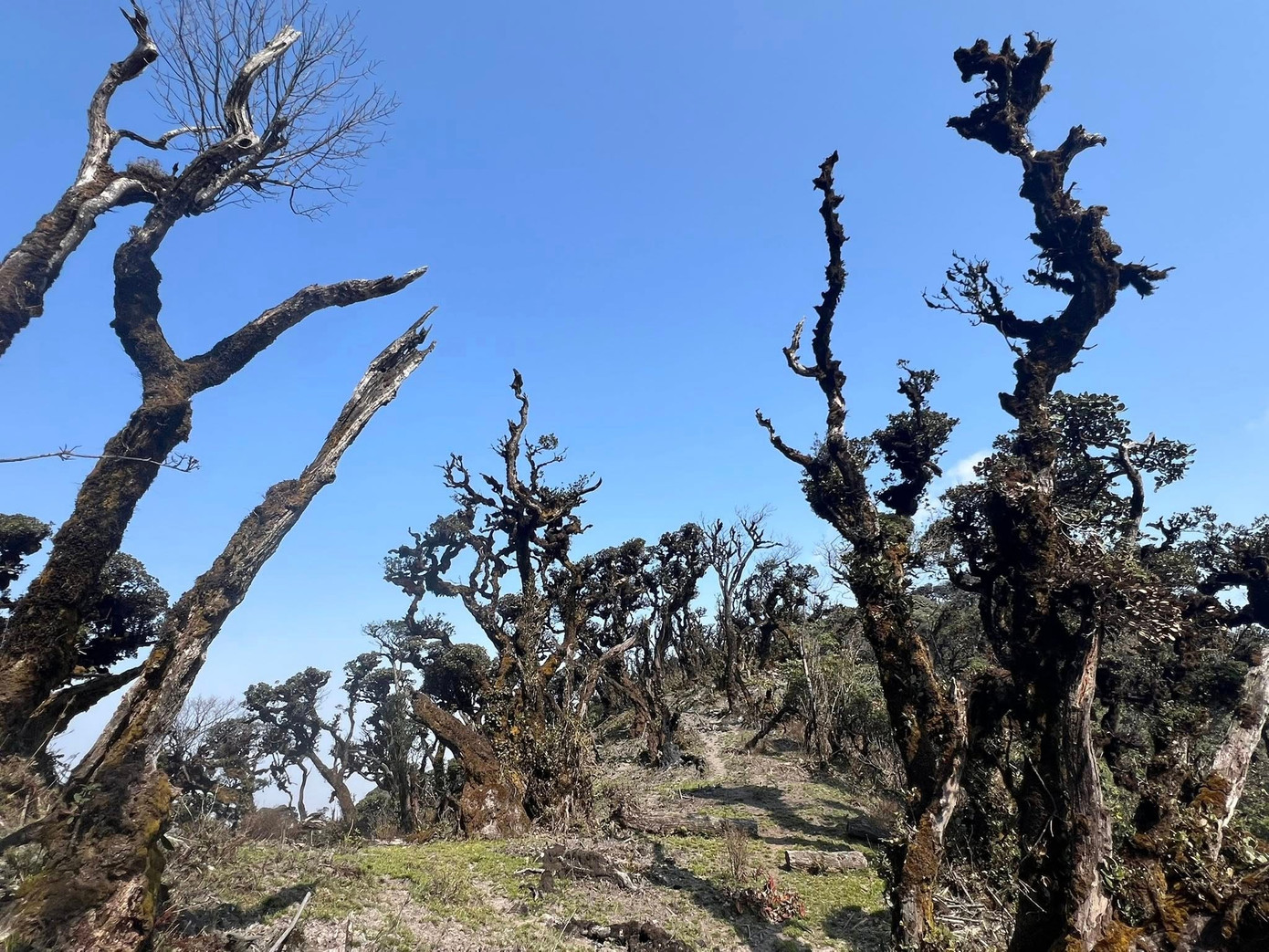 Mục sở thị khu rừng nguyên sinh 'độc nhất vô nhị' ở Sơn La- Ảnh 10.