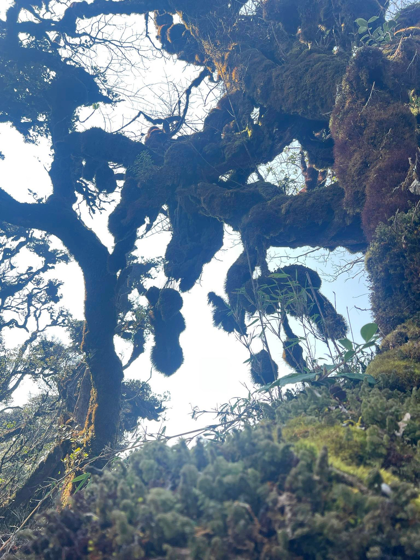 Mục sở thị khu rừng nguyên sinh 'độc nhất vô nhị' ở Sơn La- Ảnh 15.