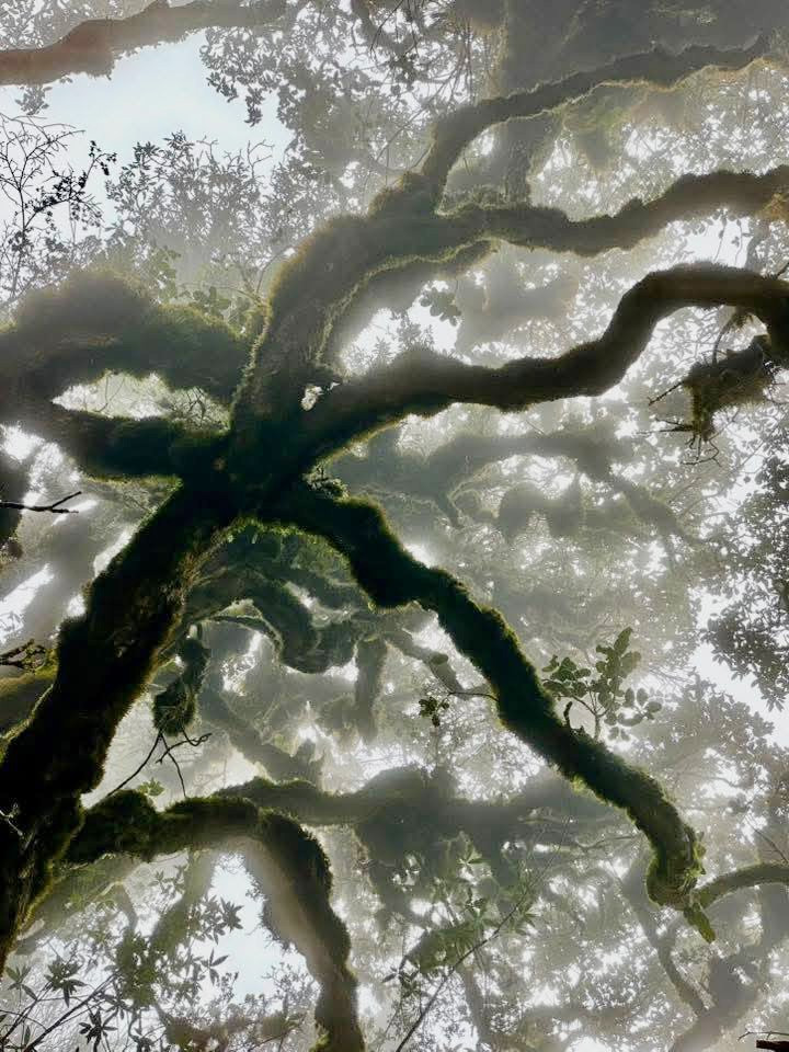 Mục sở thị khu rừng nguyên sinh 'độc nhất vô nhị' ở Sơn La- Ảnh 6.