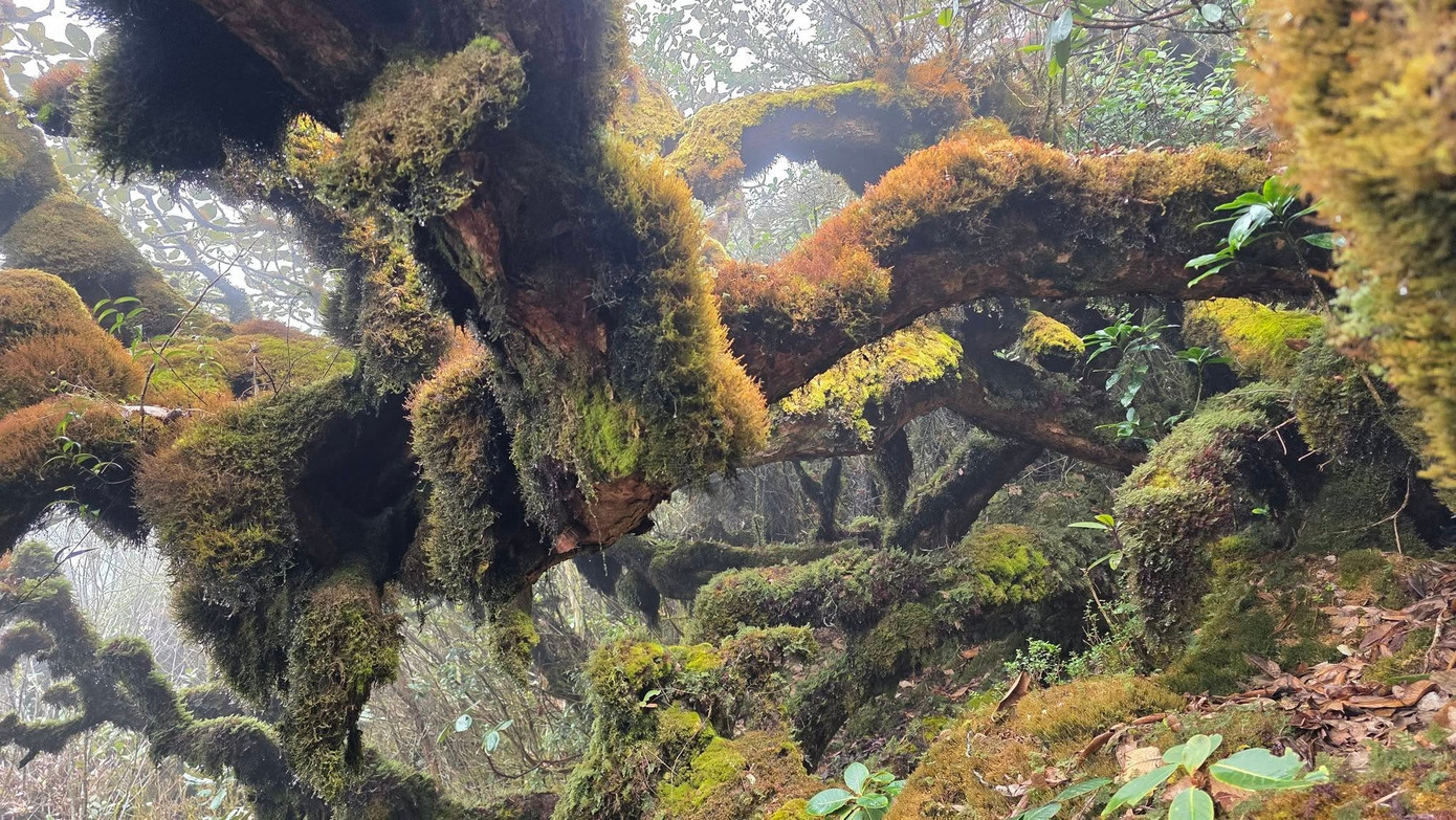 Mục sở thị khu rừng nguyên sinh 'độc nhất vô nhị' ở Sơn La- Ảnh 7.