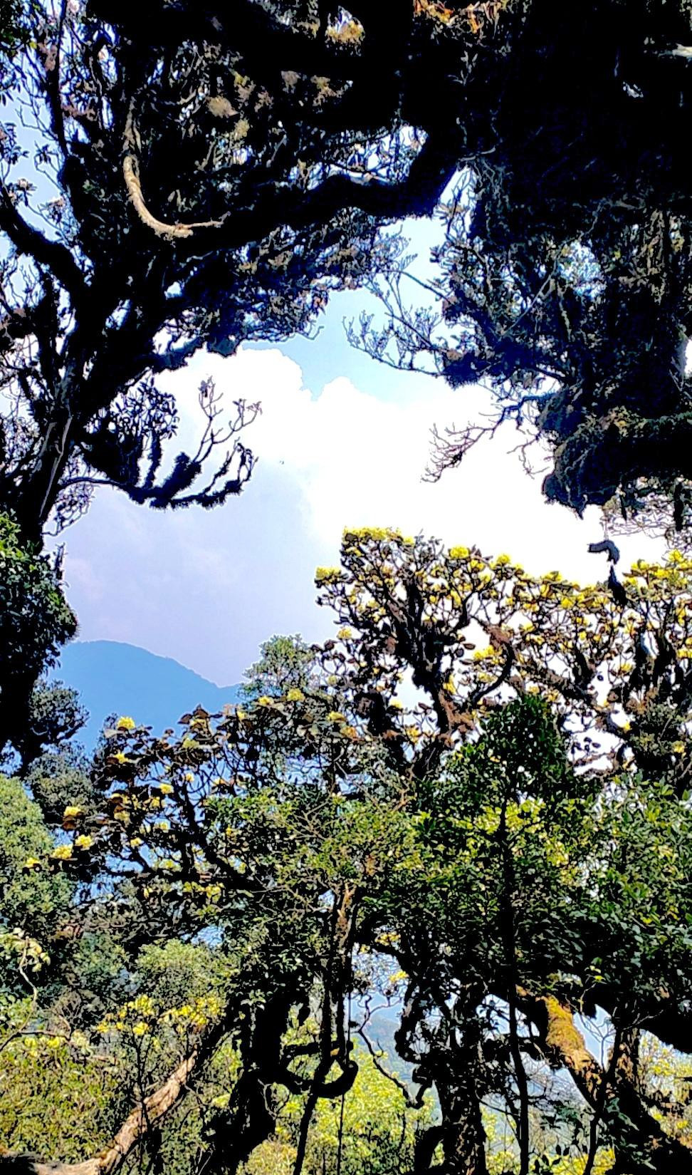 Mục sở thị khu rừng nguyên sinh 'độc nhất vô nhị' ở Sơn La- Ảnh 12.