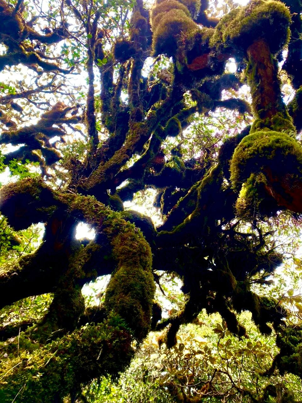 Mục sở thị khu rừng nguyên sinh 'độc nhất vô nhị' ở Sơn La- Ảnh 5.