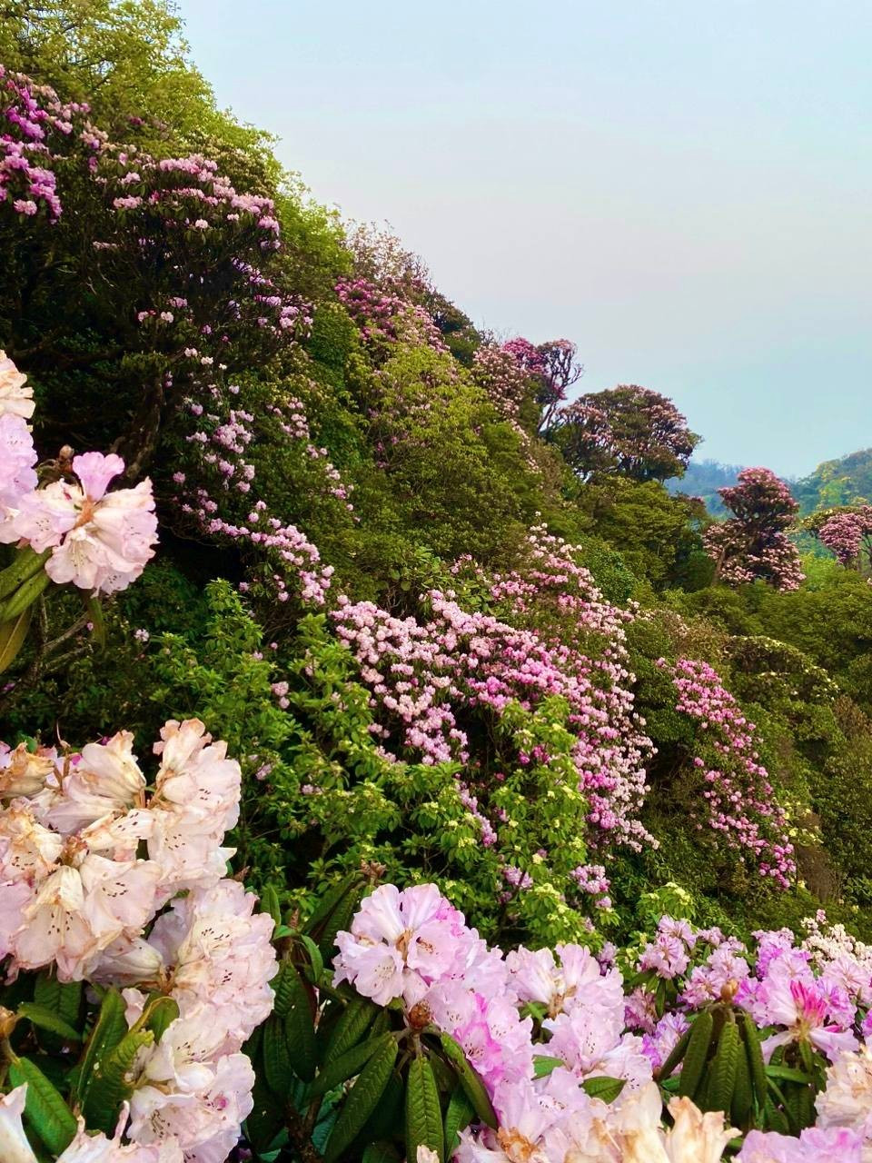 Mục sở thị khu rừng nguyên sinh 'độc nhất vô nhị' ở Sơn La- Ảnh 11.