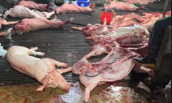 Khởi tố Chủ tịch, Tổng Giám đốc, Giám đốc, Kế toán, Trưởng phòng, đăng kiểm viên, cán bộ thú y, môi trường...- Ảnh 9.