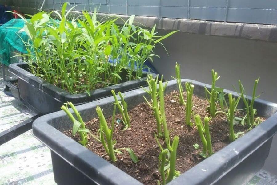 3 loại rau nên trồng ngay bây giờ: Sống khỏe, 20 ngày có rau sạch ăn liền - Ảnh 1.