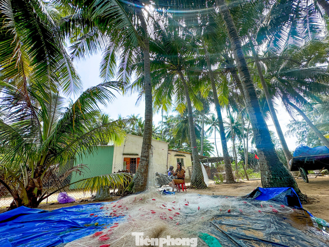 Thích mê rừng dừa xanh mướt nơi xã đảo Tam Hải- Ảnh 3.