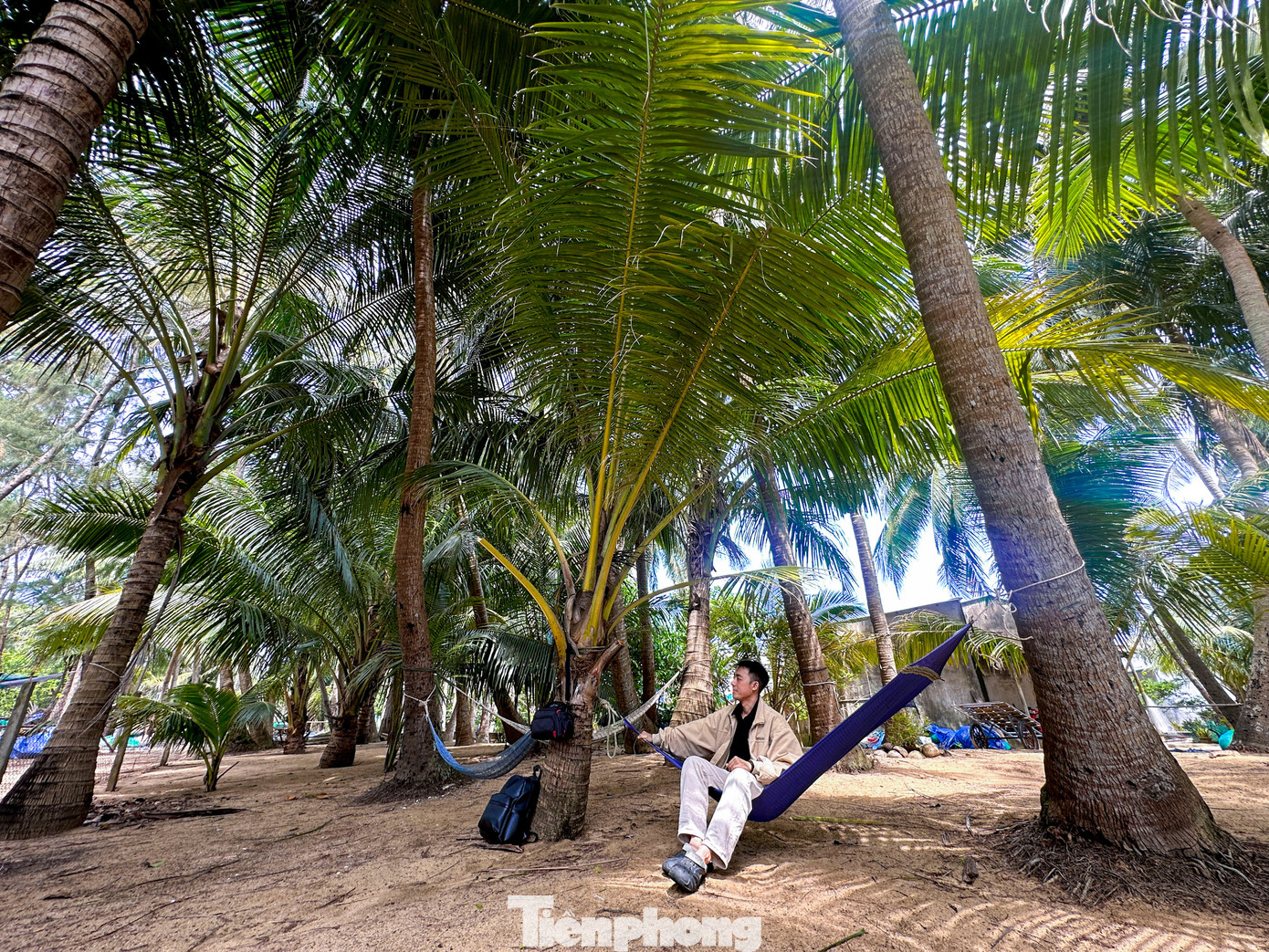 Thích mê rừng dừa xanh mướt nơi xã đảo Tam Hải- Ảnh 6.