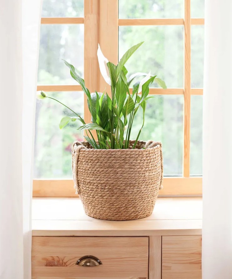 5 loại cây cảnh không nên mua kẻo phí tiền, phí sức - Ảnh 4.