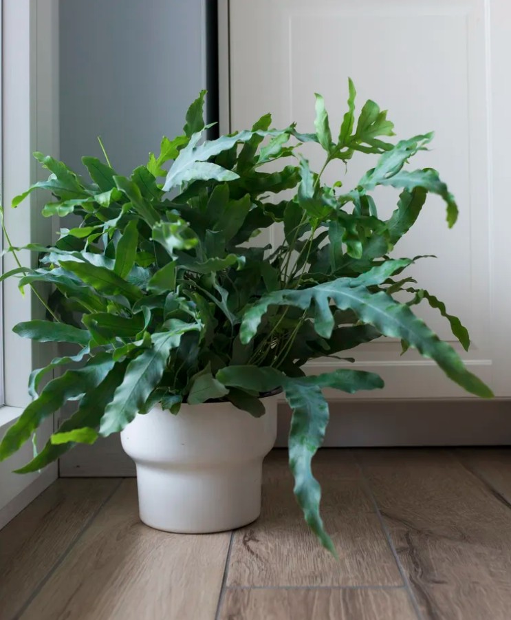 5 loại cây cảnh không nên mua kẻo phí tiền, phí sức - Ảnh 2.