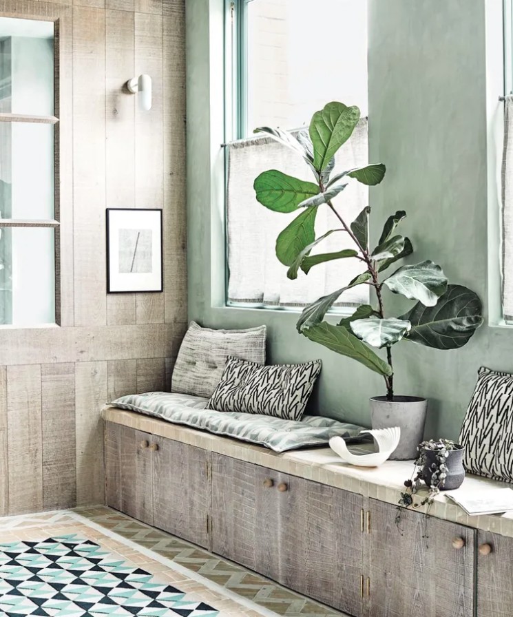 5 loại cây cảnh không nên mua kẻo phí tiền, phí sức - Ảnh 1.