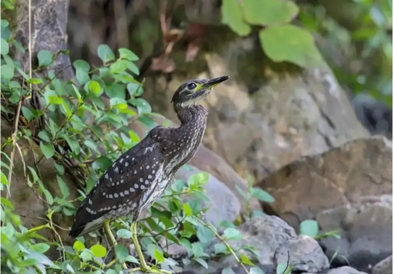 Đi câu cá, người đàn ông bất ngờ đụng độ loài vật hiếm hơn gấu trúc: Cả thế giới chỉ còn 1.000 con - Ảnh 2.