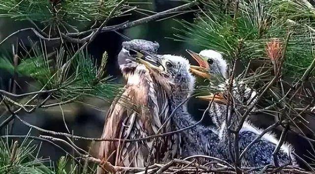 Đi câu cá, người đàn ông bất ngờ đụng độ loài vật hiếm hơn gấu trúc: Cả thế giới chỉ còn 1.000 con - Ảnh 3.