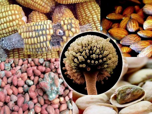 2 vợ chồng cùng lúc phát hiện ung thư gan, bác sĩ lắc đầu: 4 thực phẩm để lâu trong tủ lạnh sẽ "nuôi tế bào ung thư" - Ảnh 1.