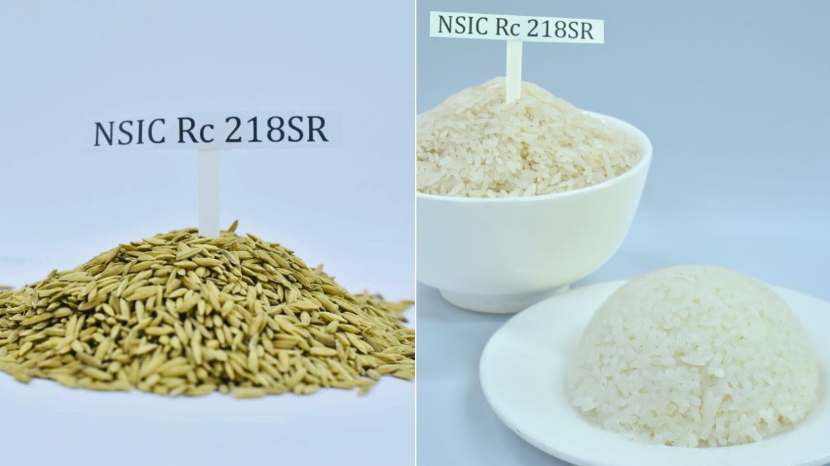 Giống lúa ĐNÁ ngon hàng đầu thế giới, mang đặc tính "quý hơn vàng": Vị thế ra sao so với ST25? - Ảnh 1.