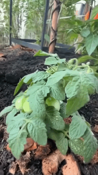 Đại mỹ nhân ở dinh thự 55 tỷ, mê “trồng rau nuôi cá”: Vibe chữa lành mạnh mẽ tràn màn hình- Ảnh 8.