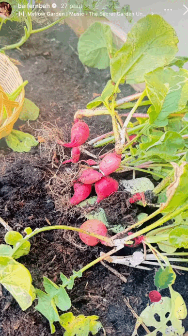 Đại mỹ nhân ở dinh thự 55 tỷ, mê “trồng rau nuôi cá”: Vibe chữa lành mạnh mẽ tràn màn hình- Ảnh 7.