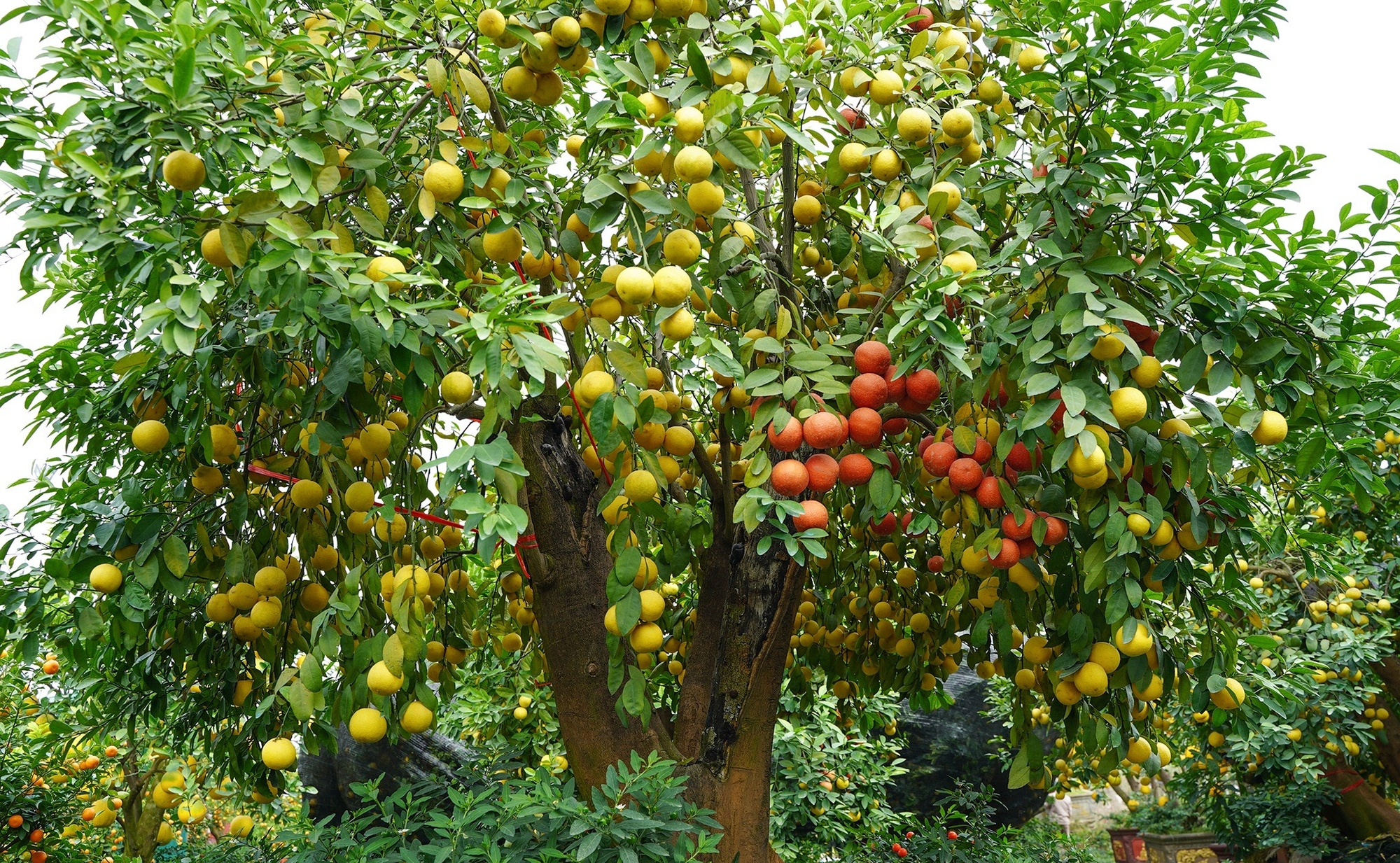 Nghe tên loại quả này thấy cả "bầu trời giàu sang": 4 mùa đều ra hoa kết trái, nhà nào trồng được thì lộc to- Ảnh 3.