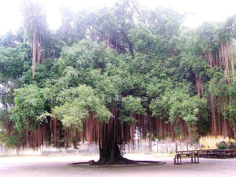 4 loại cây không nên trồng trước nhà, vừa ảnh hưởng phong thủy lại dễ gây họa cho gia chủ- Ảnh 4.