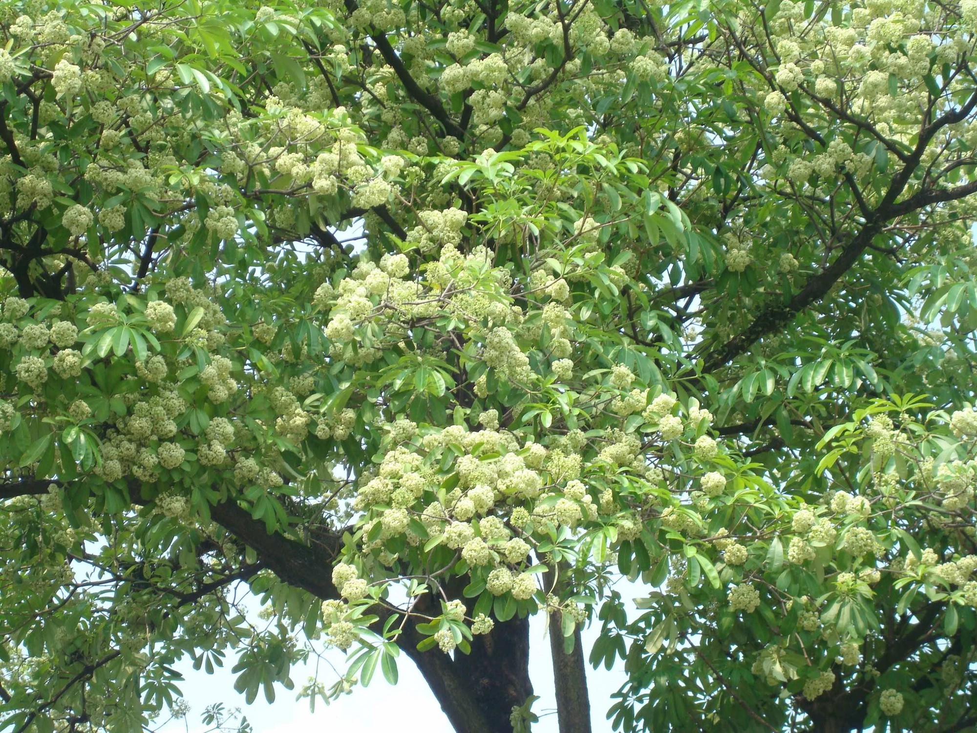 4 loại cây không nên trồng trước nhà, vừa ảnh hưởng phong thủy lại dễ gây họa cho gia chủ- Ảnh 2.