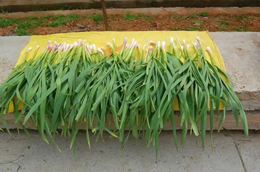 Đi chợ thấy 7 loại rau này phải mua ngay, cực ít thuốc trừ sâu, giá bao nhiêu cũng đáng tiền- Ảnh 1.