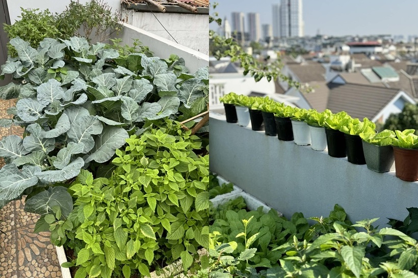 Mẹ đảm Hà Nội biến sân thượng tầng 5 thành "ốc đảo" rau trái xanh mướt- Ảnh 2.