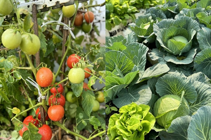 Mẹ đảm Hà Nội biến sân thượng tầng 5 thành "ốc đảo" rau trái xanh mướt- Ảnh 3.