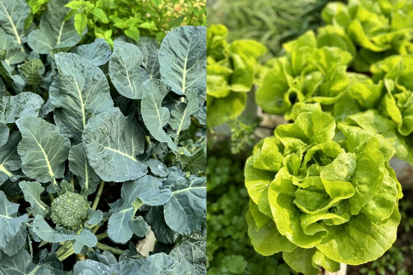 Mẹ đảm Hà Nội biến sân thượng tầng 5 thành "ốc đảo" rau trái xanh mướt- Ảnh 5.