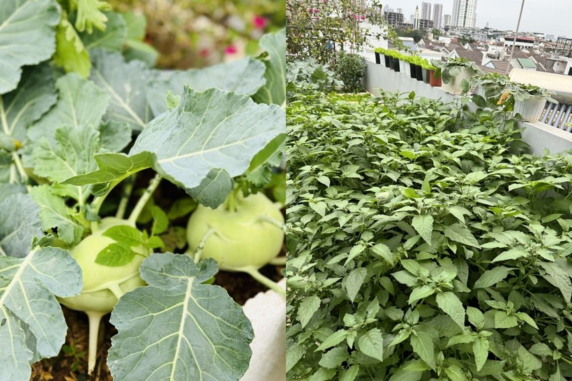 Mẹ đảm Hà Nội biến sân thượng tầng 5 thành "ốc đảo" rau trái xanh mướt- Ảnh 6.