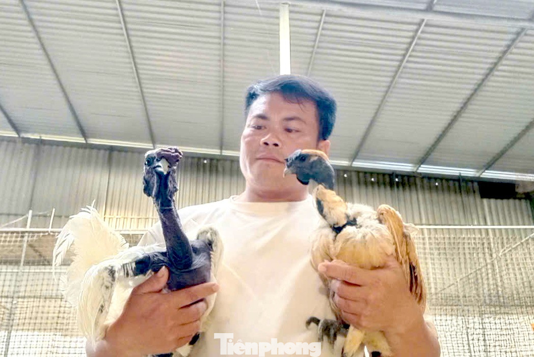 Người đàn ông kiếm bộn tiền từ gà 'mặt quỷ'- Ảnh 1.