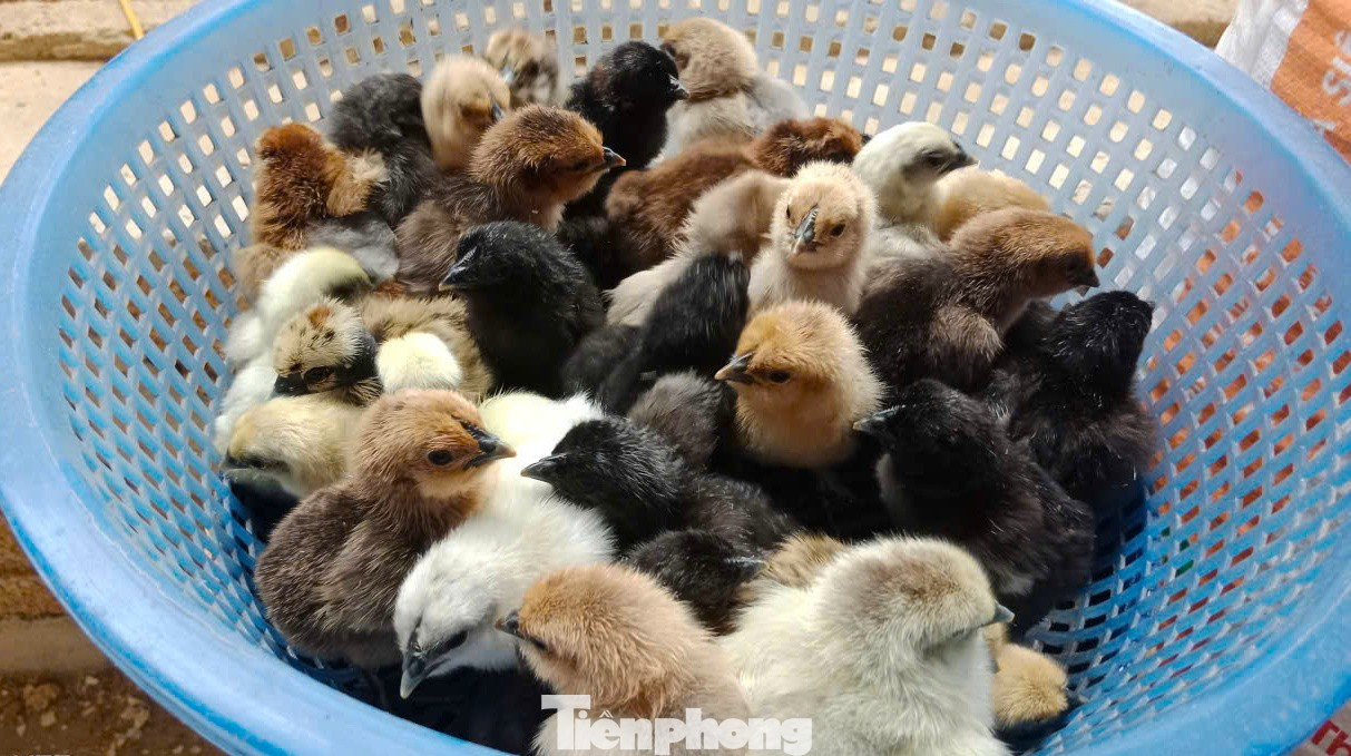 Người đàn ông kiếm bộn tiền từ gà 'mặt quỷ'- Ảnh 6.