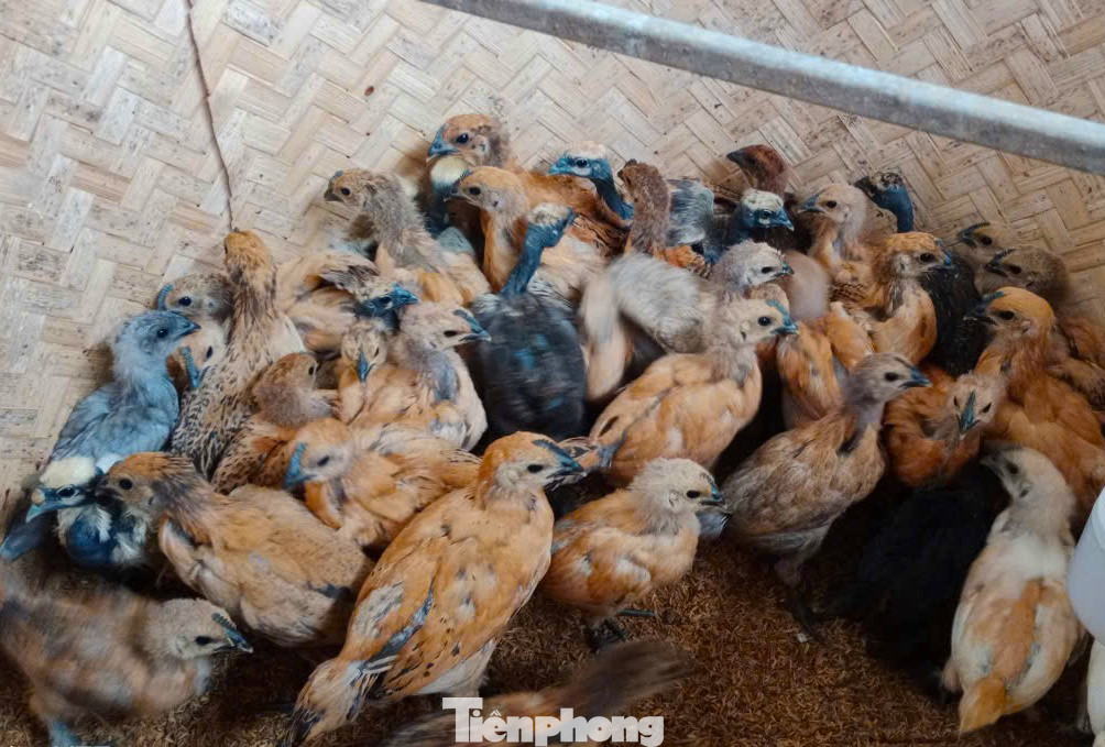 Người đàn ông kiếm bộn tiền từ gà 'mặt quỷ'- Ảnh 7.