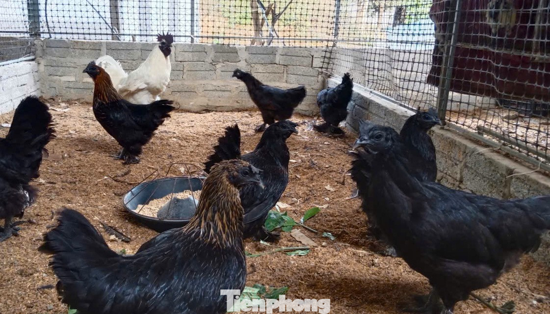 Người đàn ông kiếm bộn tiền từ gà 'mặt quỷ'- Ảnh 3.