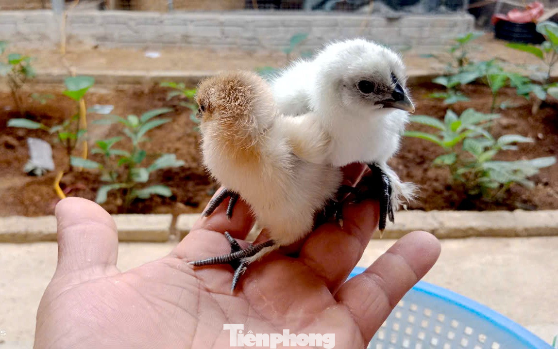 Người đàn ông kiếm bộn tiền từ gà 'mặt quỷ'- Ảnh 5.