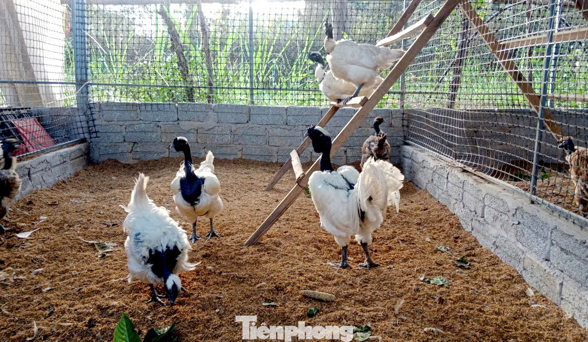 Người đàn ông kiếm bộn tiền từ gà 'mặt quỷ'- Ảnh 2.