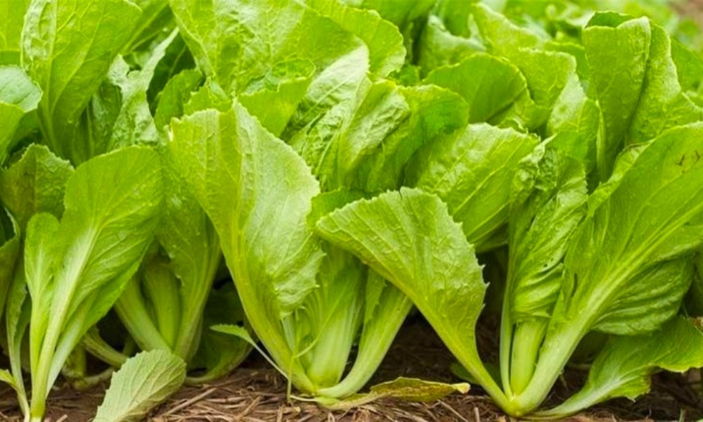 5 loại rau nhiều canxi hơn sữa, bán la liệt ở chợ Việt- Ảnh 5.