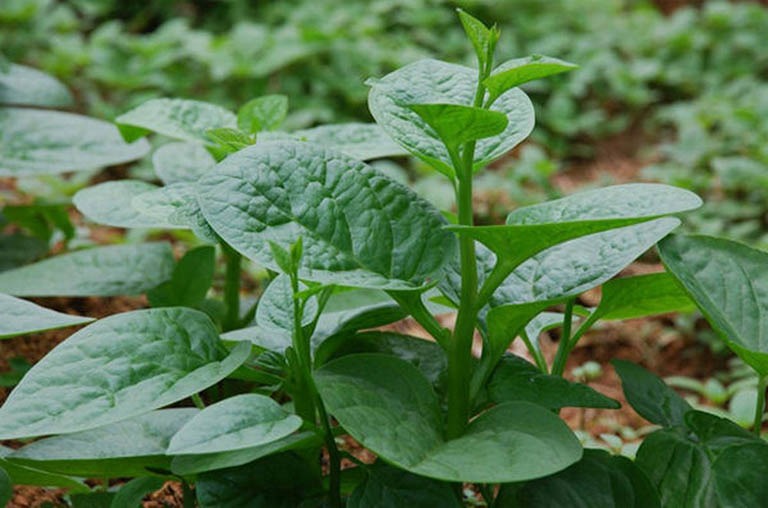 5 loại rau nhiều canxi hơn sữa, bán la liệt ở chợ Việt- Ảnh 4.