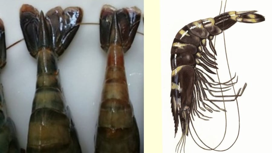 Cao thủ ẩm thực chỉ cách chọn tôm tươi: Chỉ cần nhìn màu và đuôi là biết- Ảnh 2.