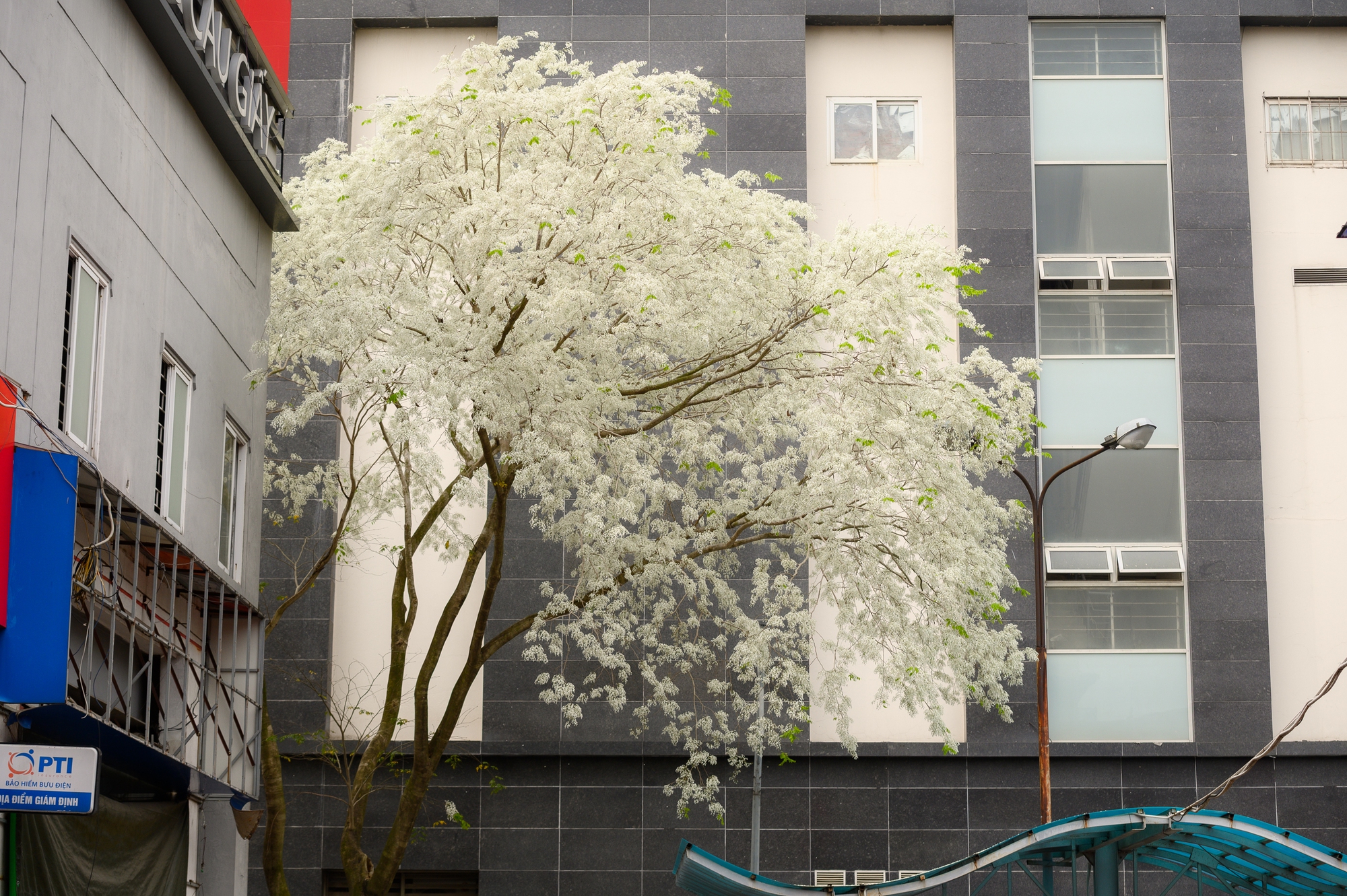 Cả Hà Nội phát sốt vì những cây hoa này: Chỗ đẹp như ngôn tình, nơi đã xác xơ - đi nhầm phí công vô ích!- Ảnh 1.