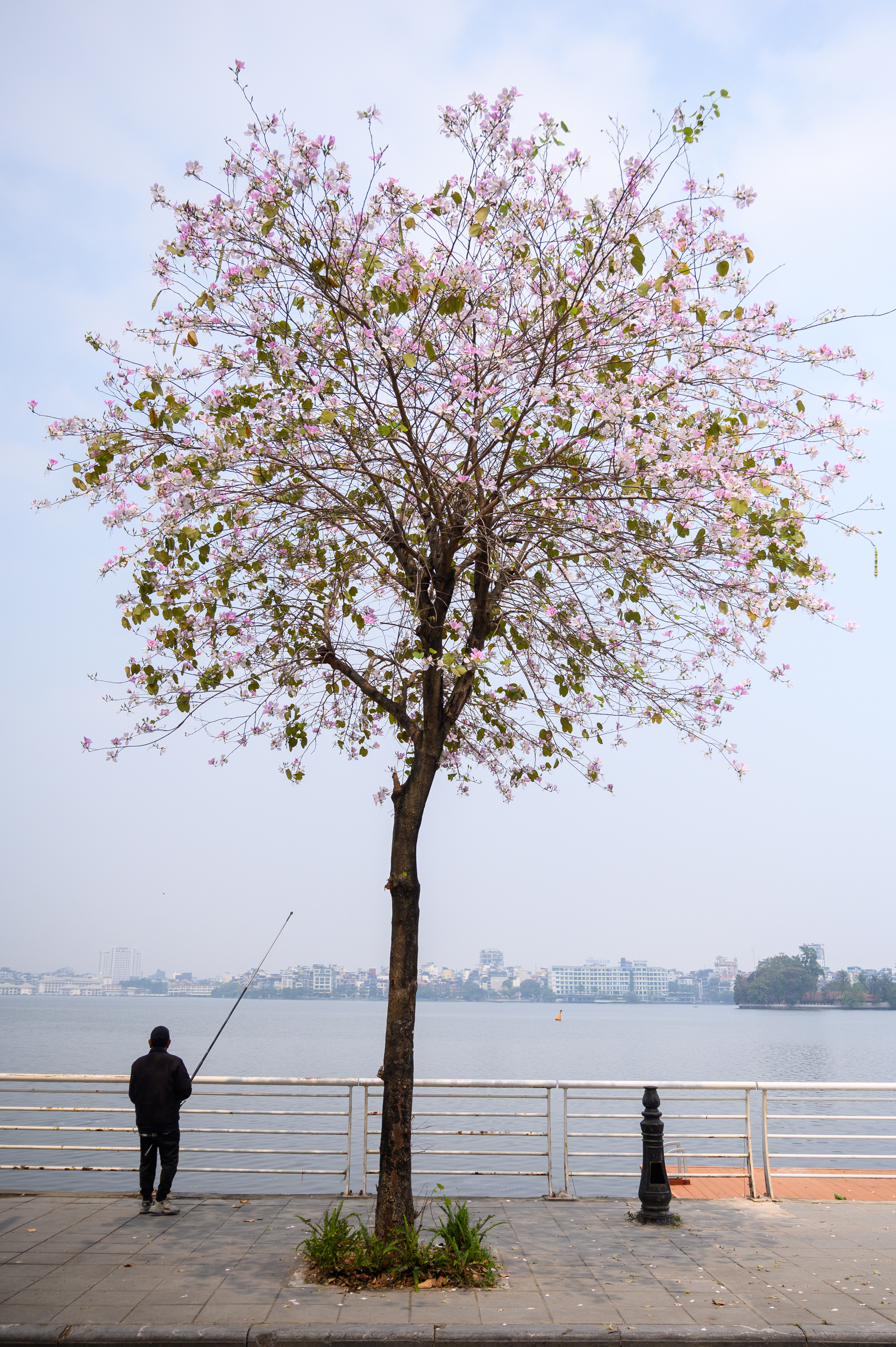 Cả Hà Nội phát sốt vì những cây hoa này: Chỗ đẹp như ngôn tình, nơi đã xác xơ - đi nhầm phí công vô ích!- Ảnh 12.